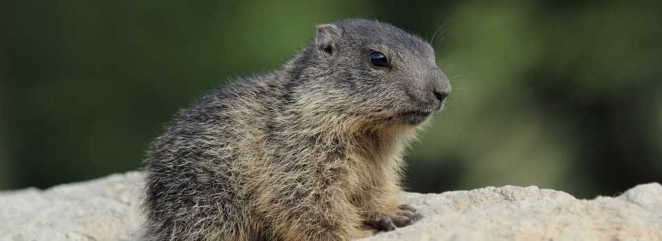 Vyhrajte vstupenky na večerní komentovanou prohlídku v Zoo Hluboká