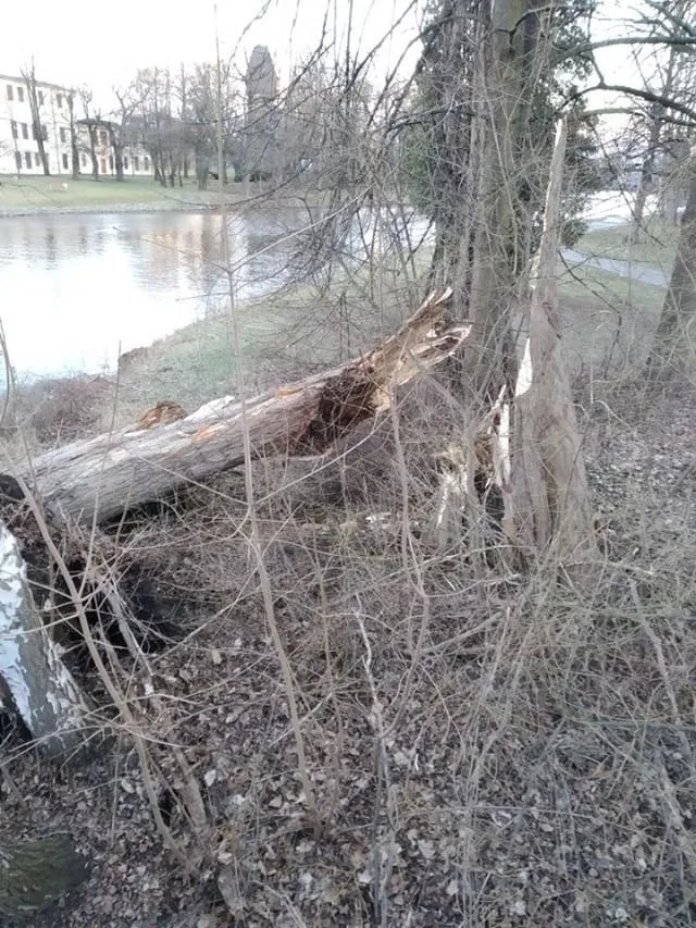 Následky silného větru v Budějcích.