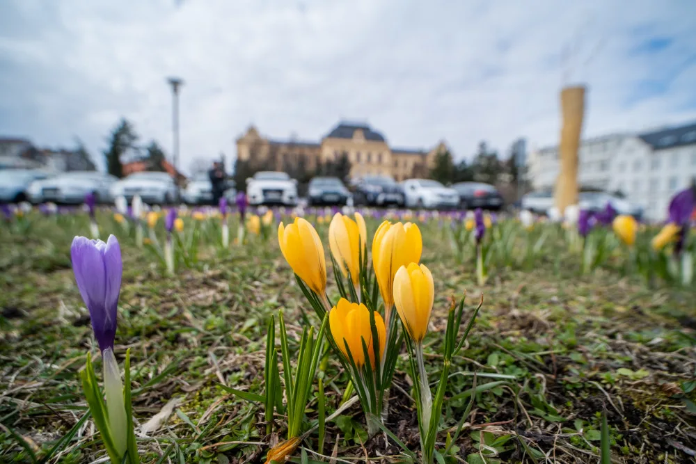 Krokusy na Senovážném náměstí. Foto: Jan Luxík