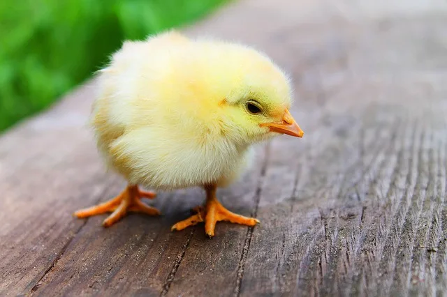 Ilustrační foto
