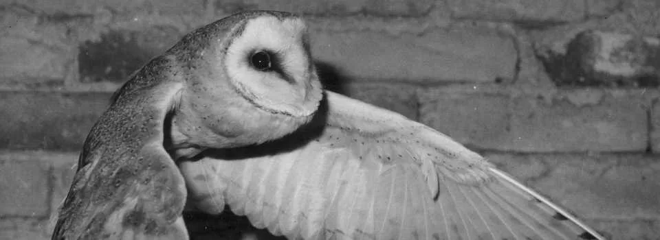 Hlubocká zoo slaví výročí. Její zakladatel přicestuje z minulosti