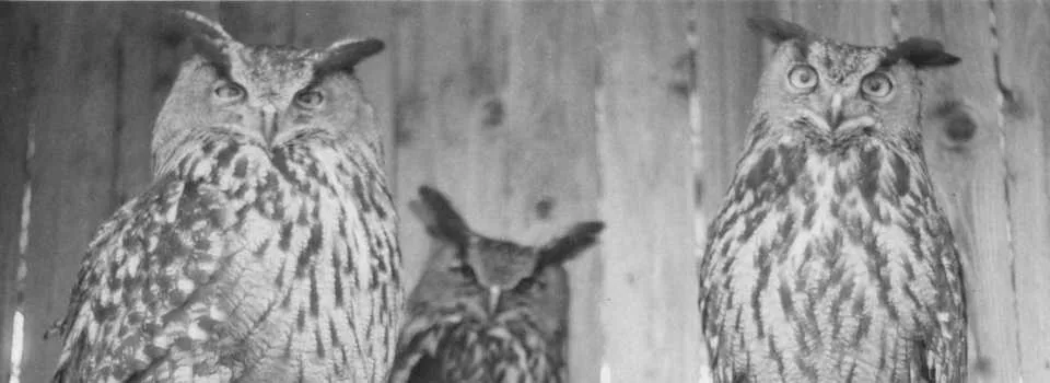 Hlubocká zoo slaví výročí. Její zakladatel přicestuje z minulosti