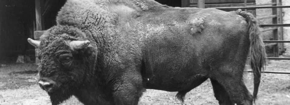 Hlubocká zoo slaví výročí. Její zakladatel přicestuje z minulosti