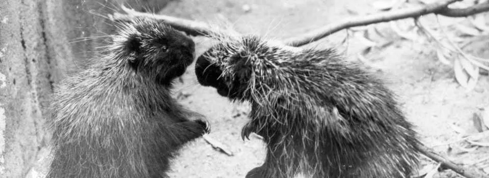 Hlubocká zoo slaví výročí. Její zakladatel přicestuje z minulosti