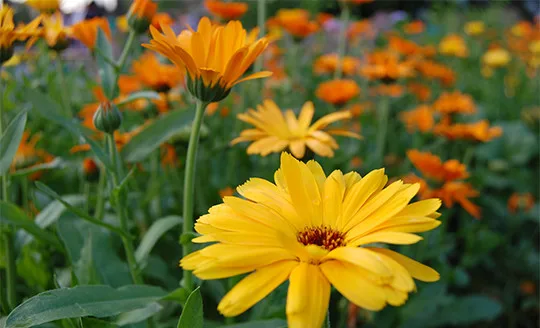 V Horním Rakousku se otevírá zemská zahradní výstava Bio.Garten.Eden Aigen-Schlägl