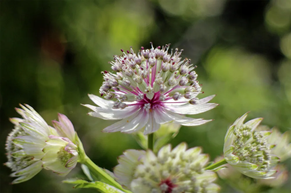V Horním Rakousku se otevírá zemská zahradní výstava Bio.Garten.Eden Aigen-Schlägl
