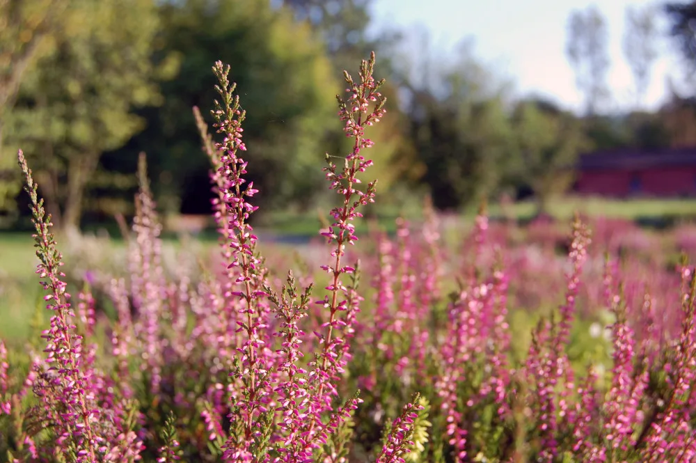V Horním Rakousku se otevírá zemská zahradní výstava Bio.Garten.Eden Aigen-Schlägl