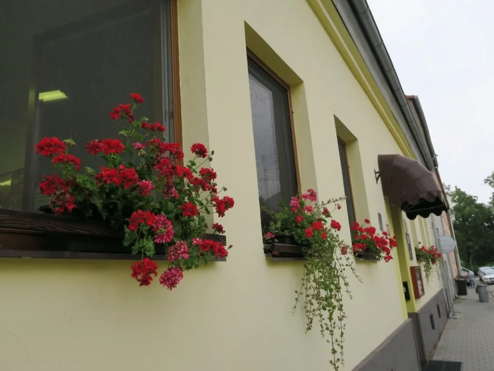 Zieglerová