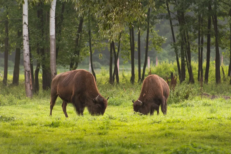 Státní veterinární správa povolila odstřel bizonů na útěku
