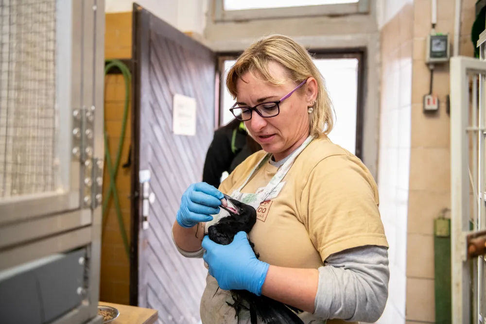 Den se zvířecí kuchařkou v zoo: Medvědi jsou největšími gurmány, milují zmrzku s rybami
