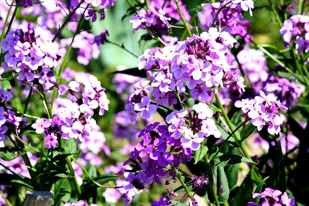 Bio Garten Eden9