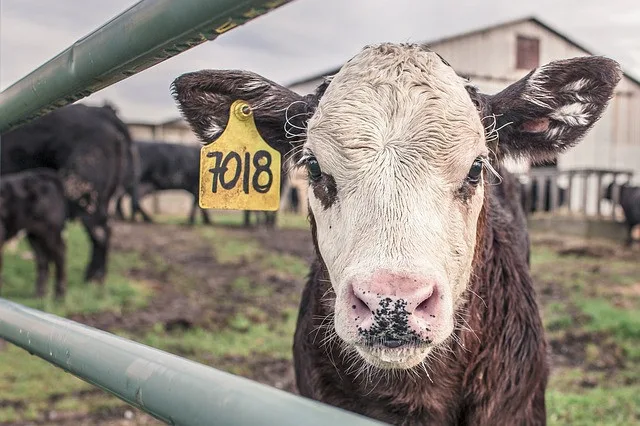 Hospodářská zvířata v těchto dnech nesmí cestovat více než 600 kilometrů, rozhodli veterinář