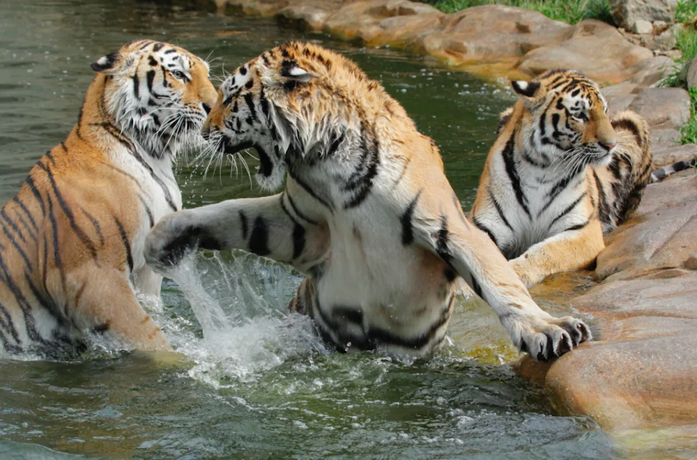 Zoo Hluboká oslaví Den zvířat, hlavním tématem bude ptactvo
