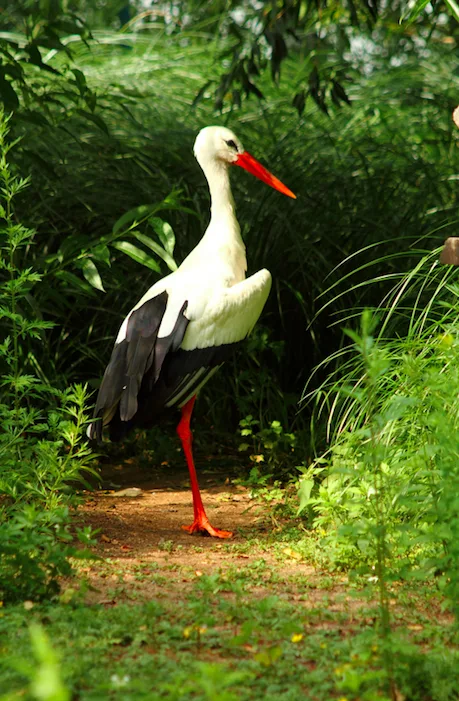 Zoo Hluboká oslaví Den zvířat, hlavním tématem bude ptactvo