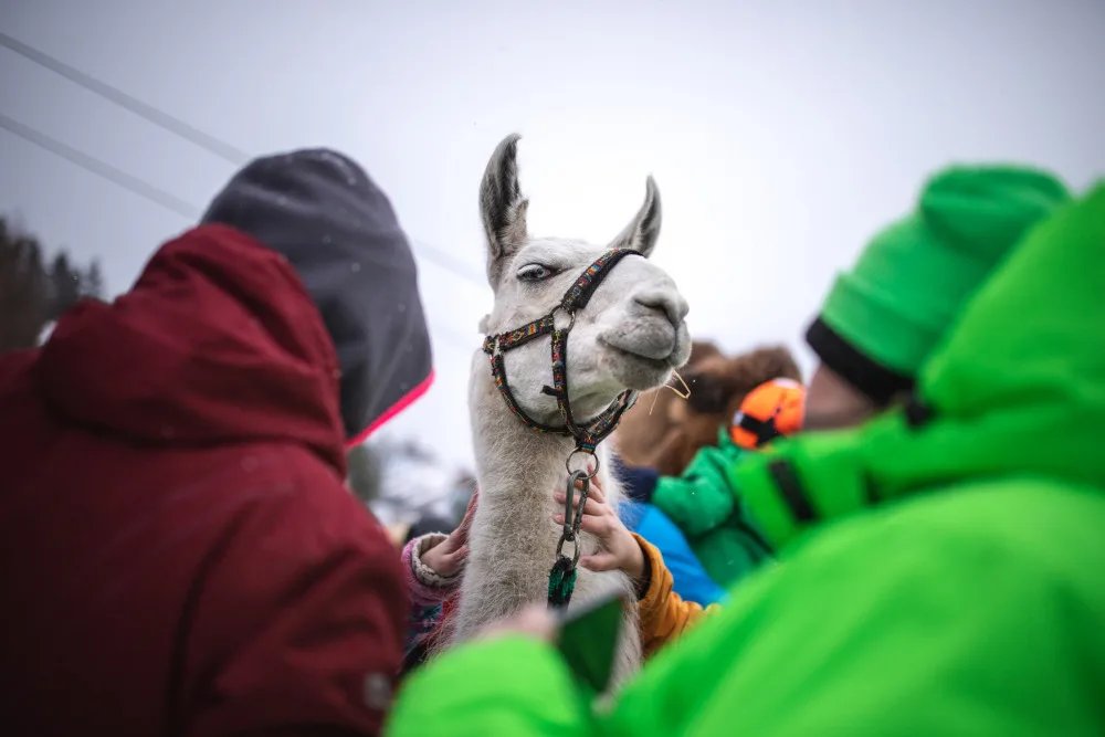 Na Lipno vyrazí lamák Otík, skiareál otevře další dvě sjezdovky
