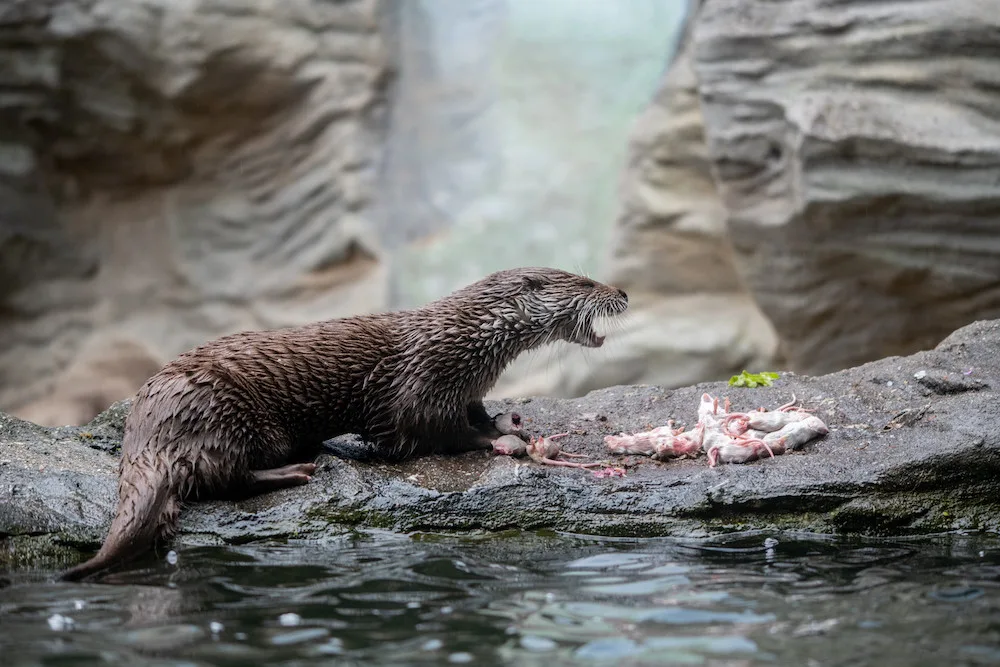 Zoo v Hluboké nad Vltavou kvůli vstupenkám neotevře v pondělí