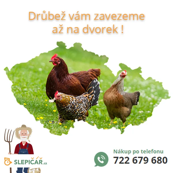 Slepičář: O slepice je stále větší zájem. Lidé chtějí žít zdravě, mít ke snídani domácí vajíčka