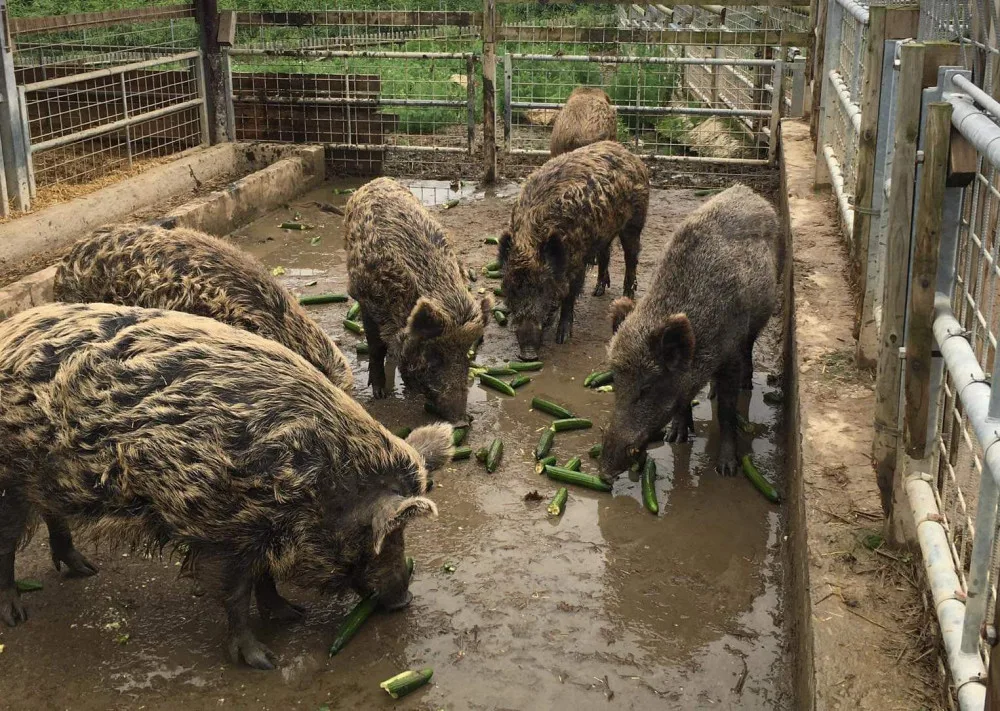 Obchodní řetězec daroval táborské zoo salátové okurky. Smlsnou si na nich daňci, ale i medvědi