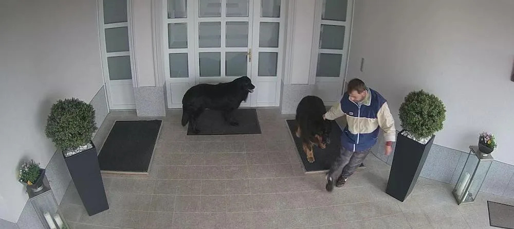 VIDEO: Zloděj ukradl ze zahrady psa. Nakonec mu zůstalo jen vodítko, pes se vrátil domů