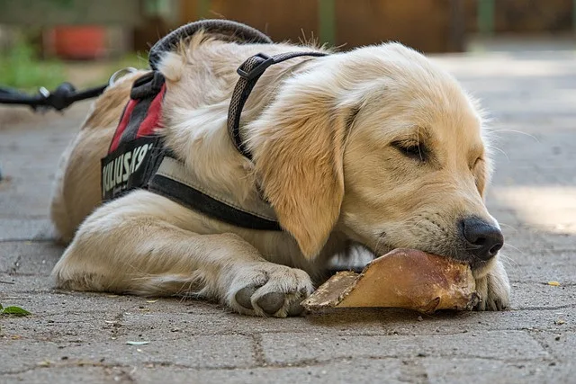 Veganská strava u zvířat? Dobrá tak pro křečka, nikoliv pro psa nebo kočku