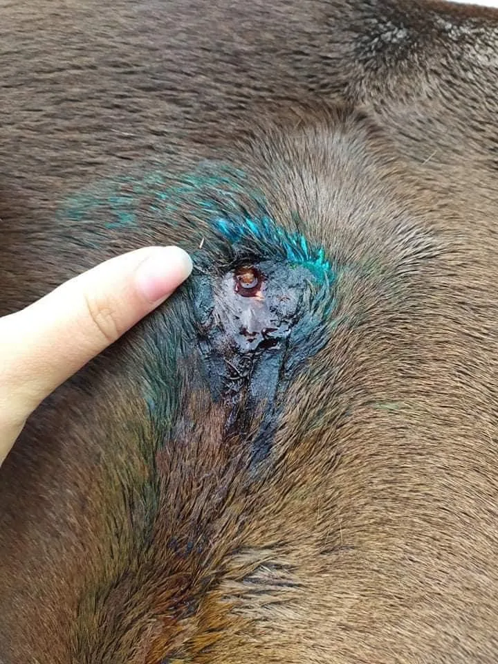 Neznámý pachatel postřelil na Táborsku tři koně, policisté hledají svědky