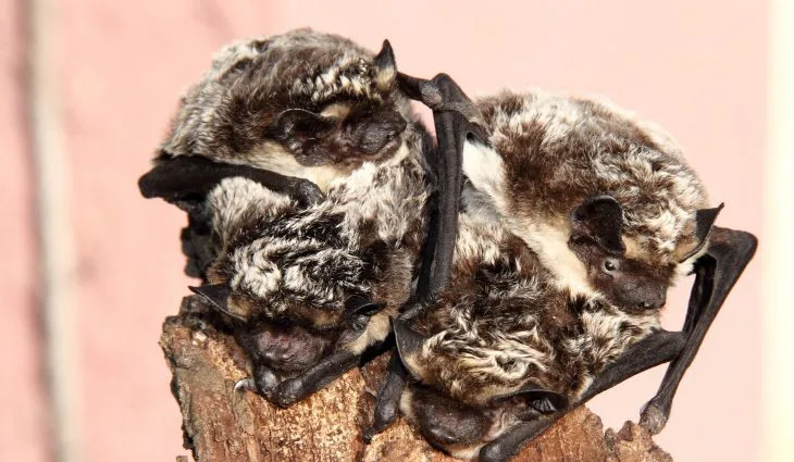 V Zoo Hluboká chystají Netopýří noc