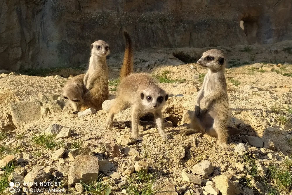Kam vyrazit? Zoo Hluboká zve na Den zvířat