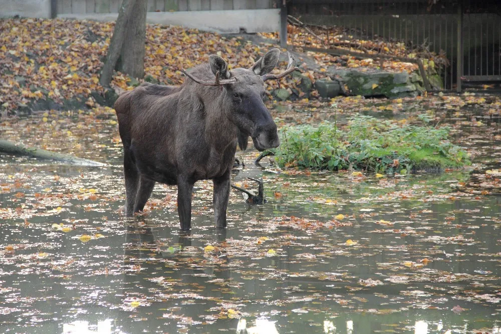 Kam vyrazit? Zoo Hluboká zve na Den zvířat