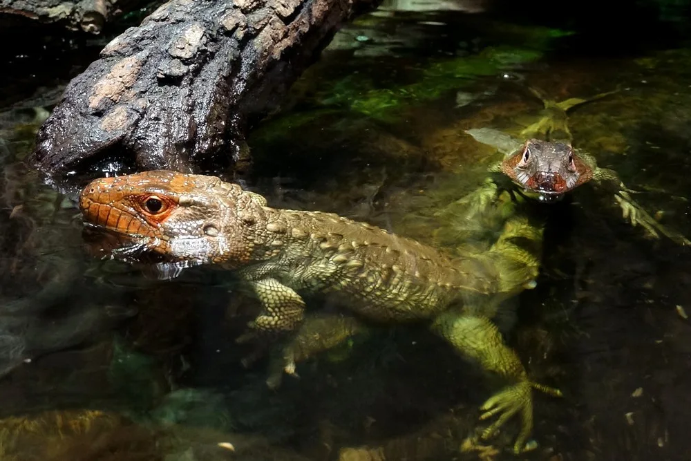 Kam vyrazit? Zoo Hluboká zve na Den zvířat