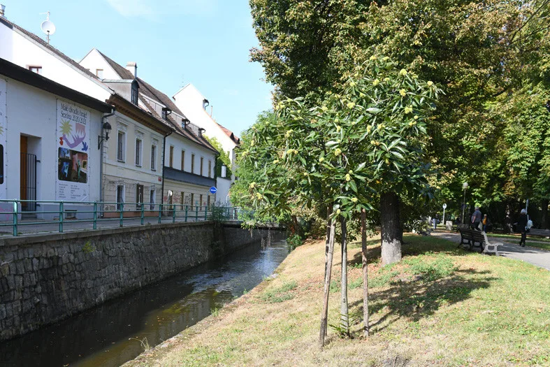 České Budějovice objektivem Milana Bindera a perem Martina Maršíka: kaštany nejsou jen na ozdobu