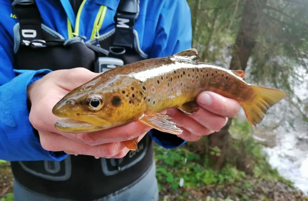 Šumava slaví. Po padesáti letech se do tamního jezera vrátili pstruzi