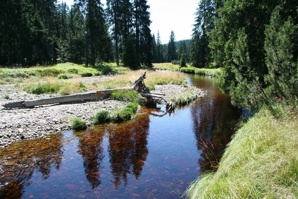 Příroda nejde naplánovat, říká ředitel Národního parku Šumava