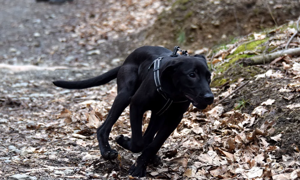 Zvířata se kvůli petardám často vyděsí nebo se mohou ztratit, říká veterinářka Alexandra Karafiátová
