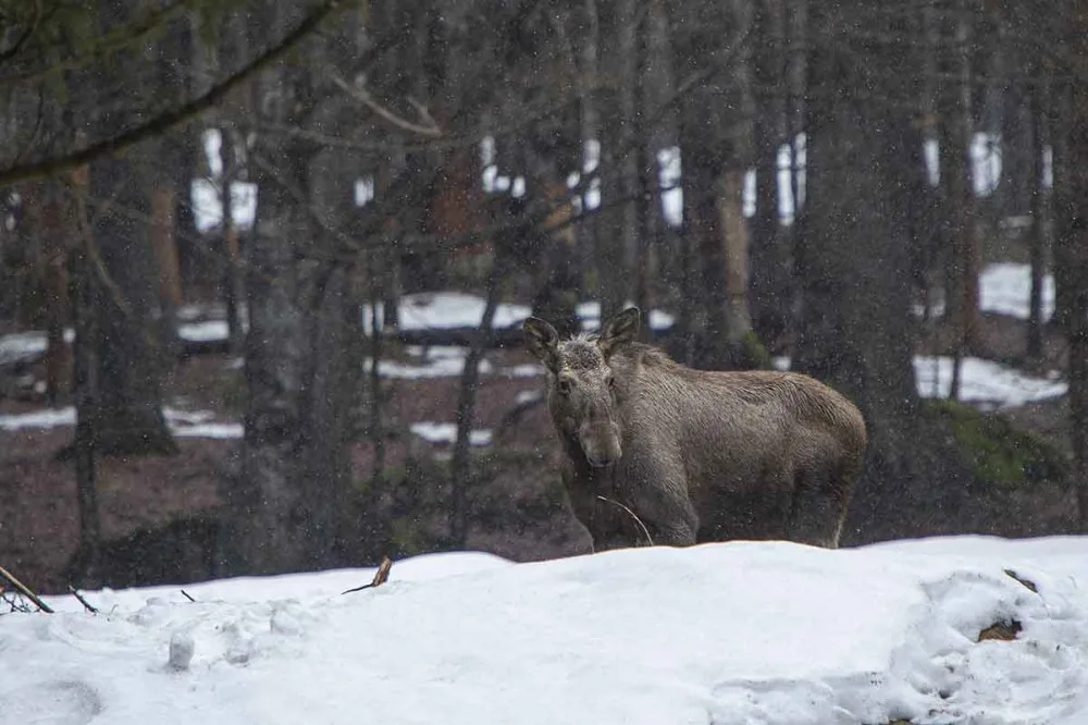 Národní park Šumava chce zmapovat výskyt losů. Je to téměř detektivní práce, říká koordinátor
