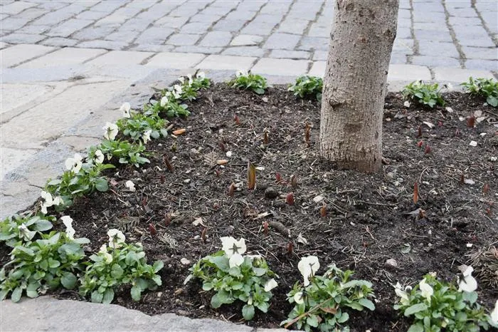 Písecké náměstí ozdobí pět tisíc tulipánů.