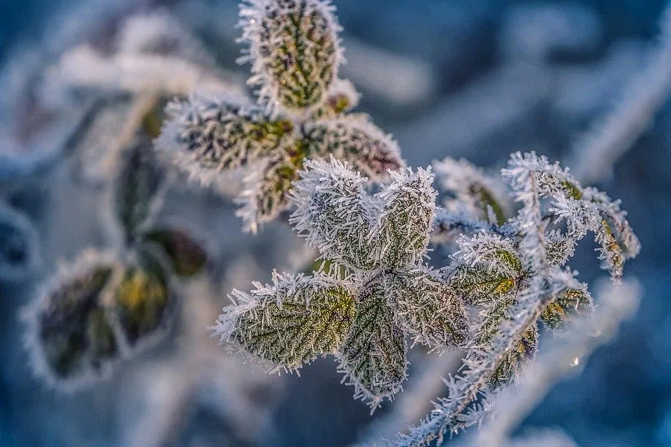 V noci může v Česku mrznout. Meteorologové vydali výstrahu