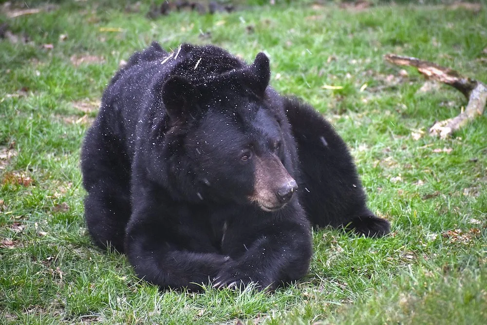 Kraj finančně podpoří soukromé zoo na jihu Čech. Na krmení pro zvířata vyčlenil 800 tisíc