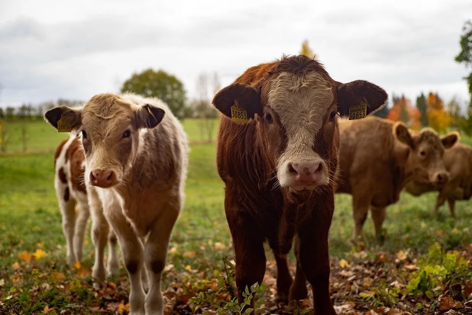 Jihočeským veterinářům přibylo podnětů na týrání zvířat