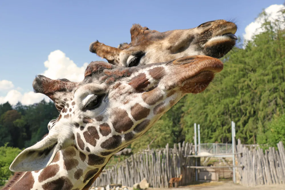 Zoo se znovu otevřela. Na návštěvníky se těšila i zvířata