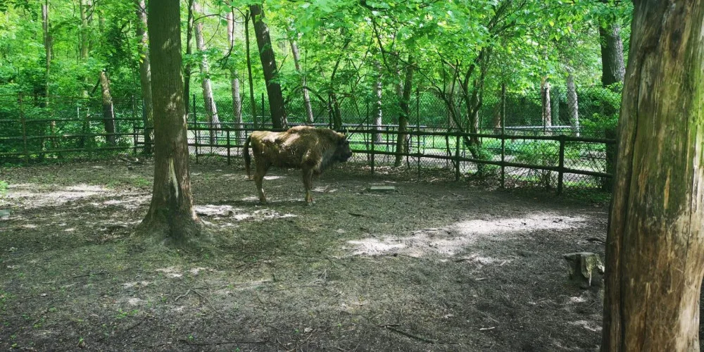 Táborská zubřice Taura doplnila stádo v polské zoo v Poznani.