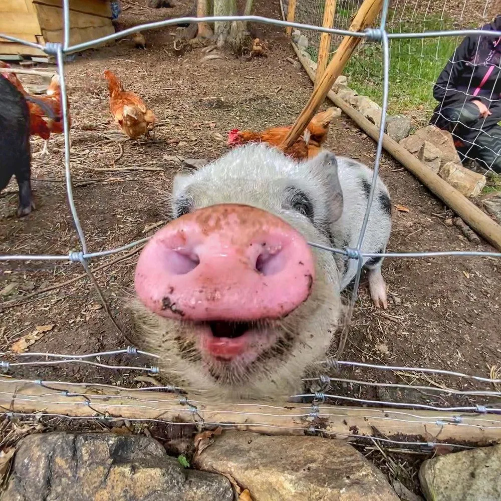 Na Vltavu do klidného kempu? Je to možné