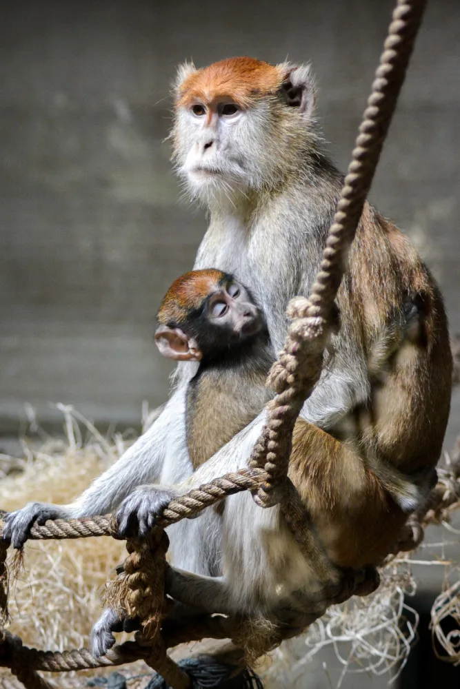 Zoo Hluboká je otevřena