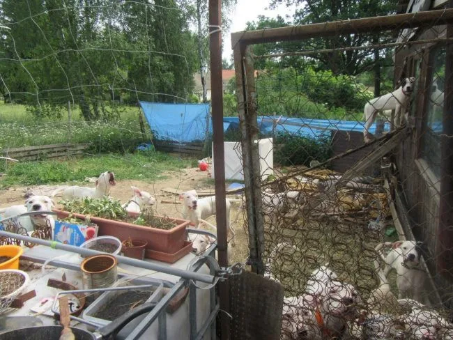 Žena chovala dvě desítky argentinských dog v otřesných podmínkách. Zubožená zvířata skončila v útulcích