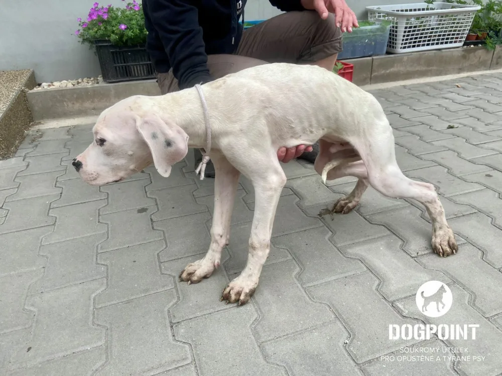 Žena chovala dvě desítky argentinských dog v otřesných podmínkách. Zubožená zvířata skončila v útulcích