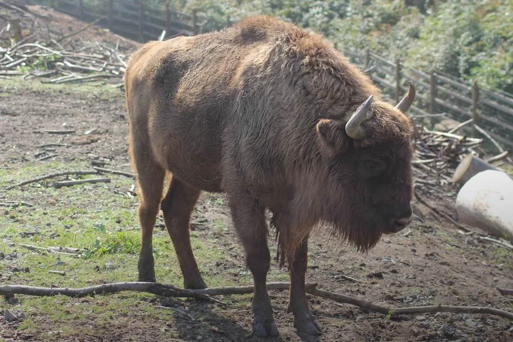 Z táborské zoo uteklo sedm zubrů. Mohou být agresivní vůči psům