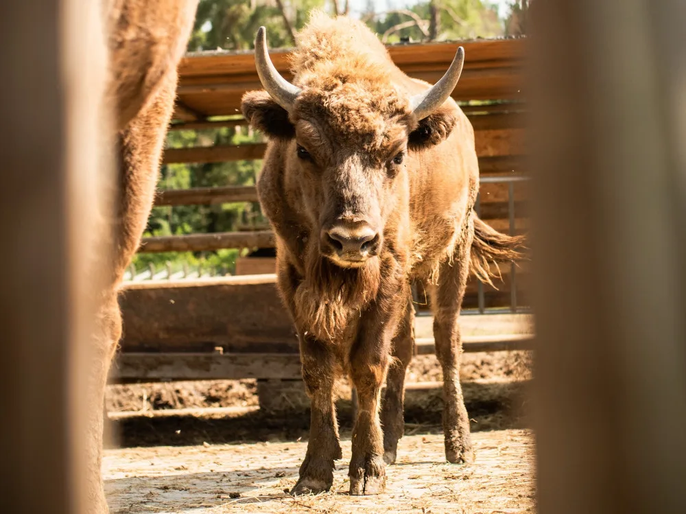 Táborská zoo odchytila dva zubry, kteří před týdnem unikli poničeným plotem.