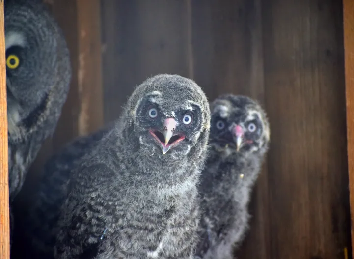 Táborská zoo odchovala tři vzácné puštíky bradaté