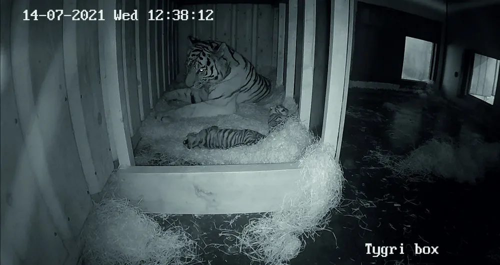 Zoo Hluboká se pyšní novými přírůstky. Samici tygra ussurijského se narodila dvě koťata