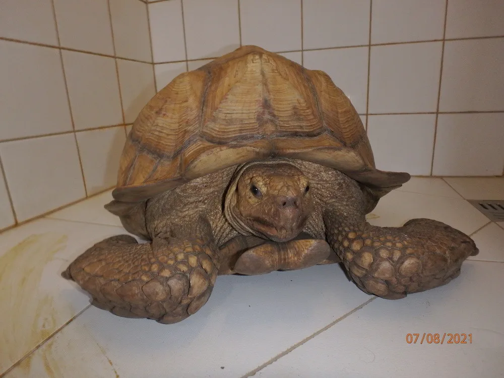 Obří želva na útěku. Zatoulaného zvířete si všiml strojvedoucí projíždějícího vlaku.