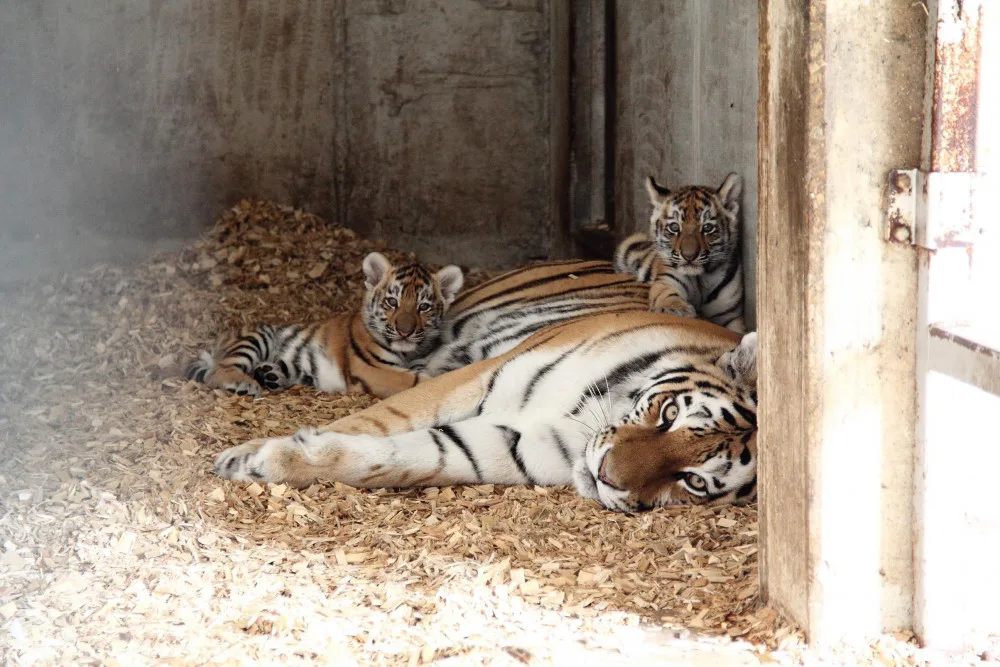 Tygřata mohou návštěvníci zoo vidět ve venkovním výběhu denně od 8.30 do 14 hodin.